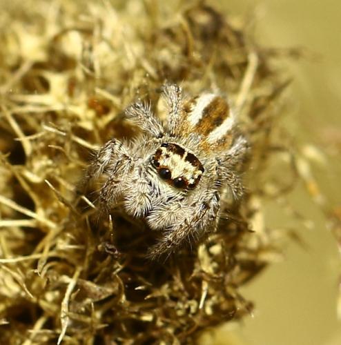 Philaeus chrysops